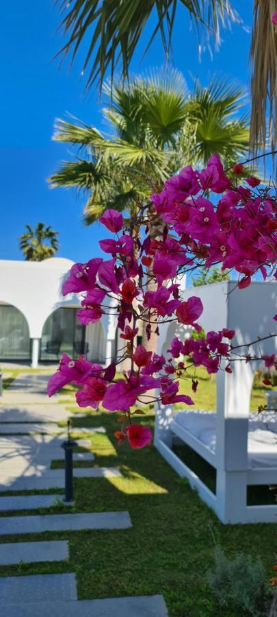 Maison - Dar Ouled Soltane Gammarth Dış mekan fotoğraf